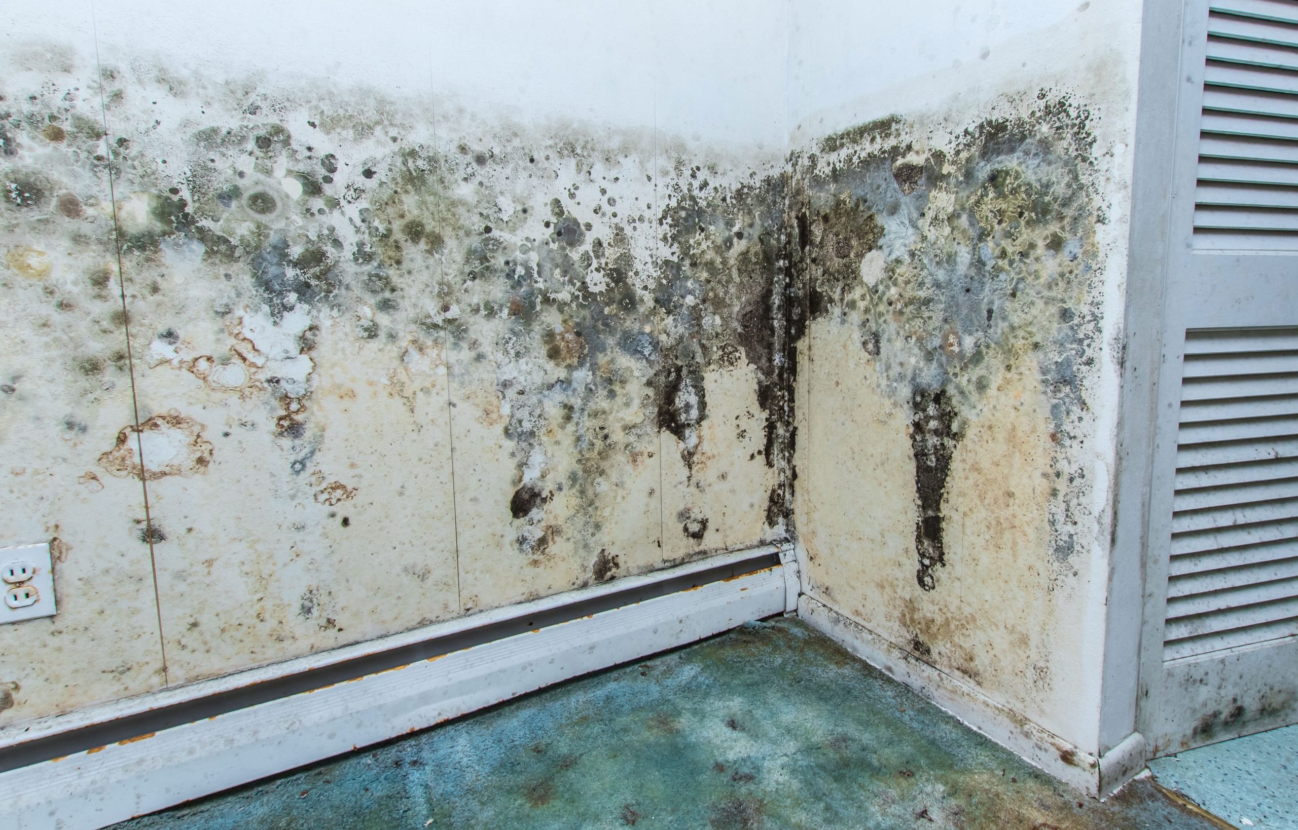 residential mold removal experts in West Covina